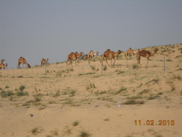 Pustynia w Emiratach